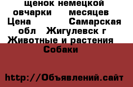 щенок немецкой овчарки 3.5 месяцев › Цена ­ 3 000 - Самарская обл., Жигулевск г. Животные и растения » Собаки   